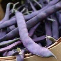 Ab 5.- fr 5 Samen lila Bohnen "PURPLE QUEEN" Hoher Ert
