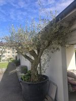 Olivenbaum