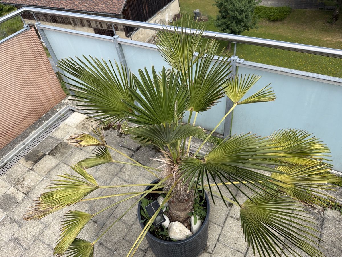 Piante & sementi:   2    PALMEN    HÖHE    105  CM    UND   95  CM – Usato da Wetzikon ZH venduto da philippe_22 2