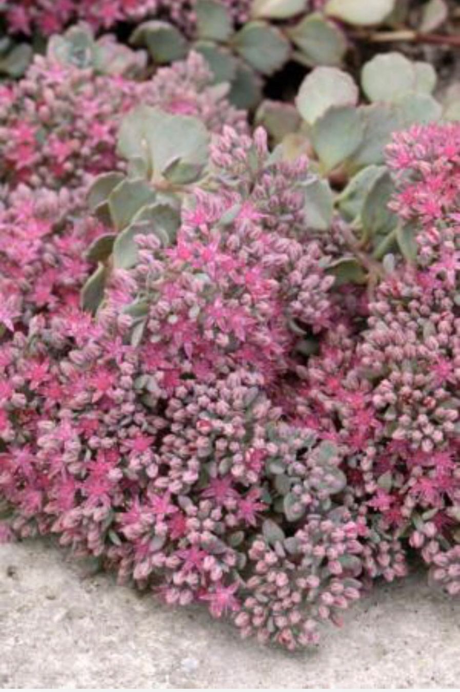 Piante & sementi: HYLOTELEPHIUM CAUTICOLA - KLIPPENSTEINPFEFFER – Nuovo (secondo la descrizione) da Buchs AG venduto da fischli610