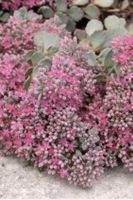 HYLOTELEPHIUM CAUTICOLA - KLIPPENSTEINPFEFFER