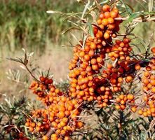 10 Samen HIPPOPHAE RHAMNOIDES -  Sanddorn  🟧 10 Graines