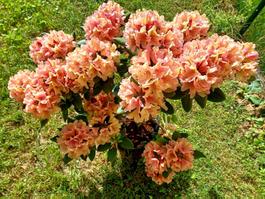 Rododendron lachsfarben XL 50 cm ↕️ “BUSCH”