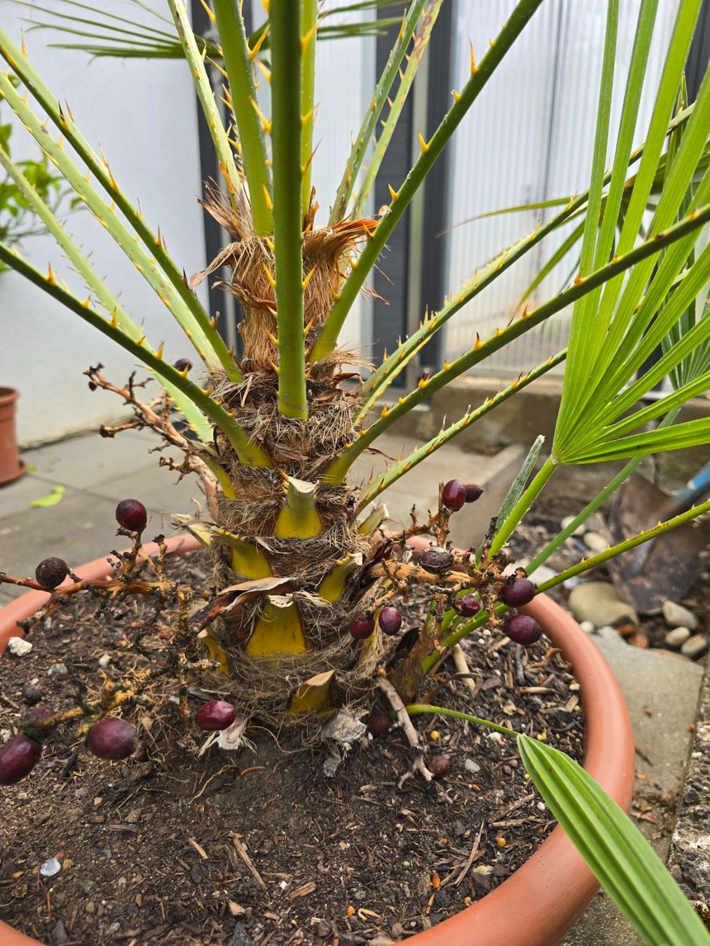 Piante & sementi: Chamaerops Humilis Palme – Usato da Aarburg venduto da popkorn65 4