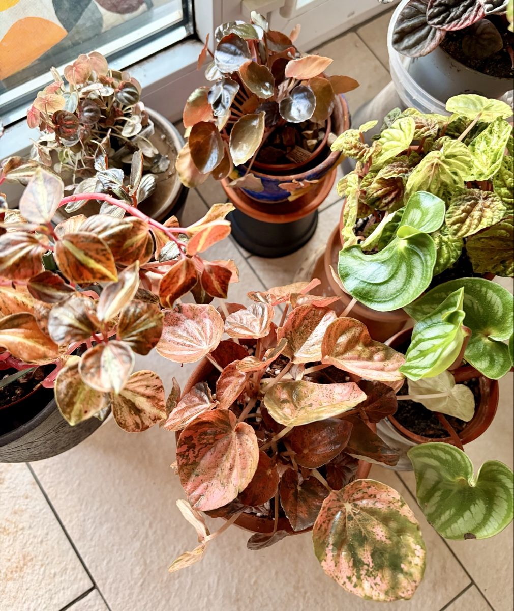 Piante & sementi: Peperomia diverse Ableger – Usato da Kaiseraugst venduto da dka_b97z 5
