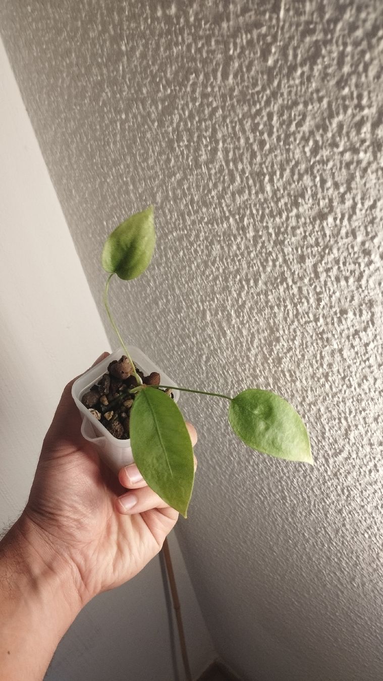Piante & sementi: Anthurium Vittarifolium 🌱 – Usato da Zürich venduto da nik_2qzj