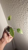 Anthurium Vittarifolium 🌱