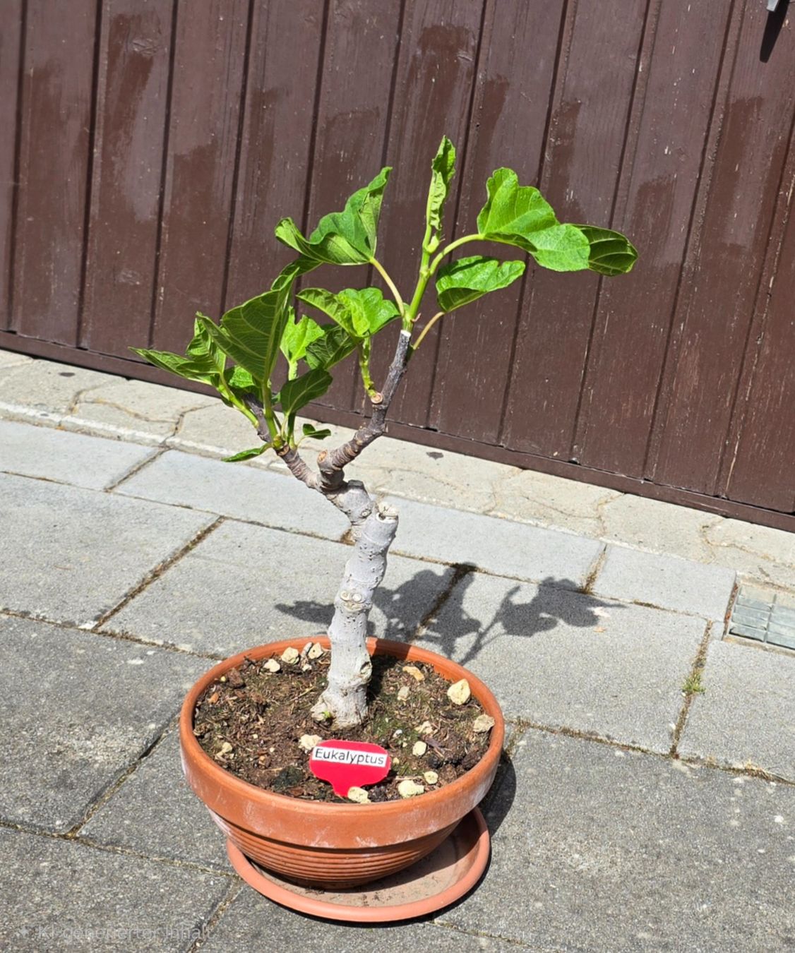 Piante & sementi: Feigen-Bonsai im Terrakottatopf – Usato da Aarburg venduto da popkorn65 2