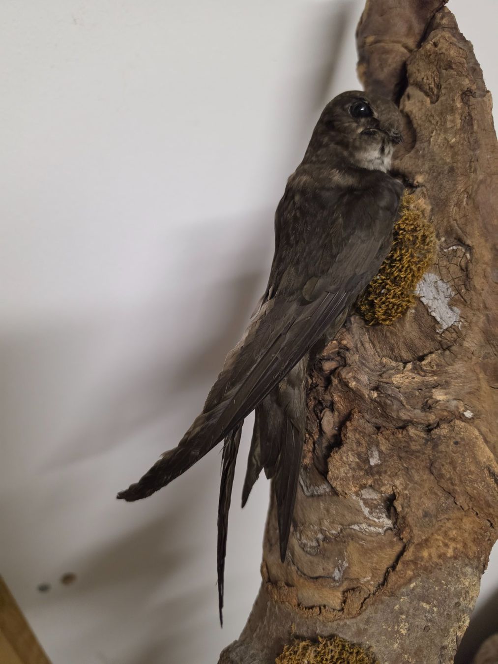Il mondo degli animali: Präparat Mauersegler – Usato da Oberrindal venduto da Ketupu