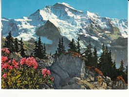 Jungfrau 1990