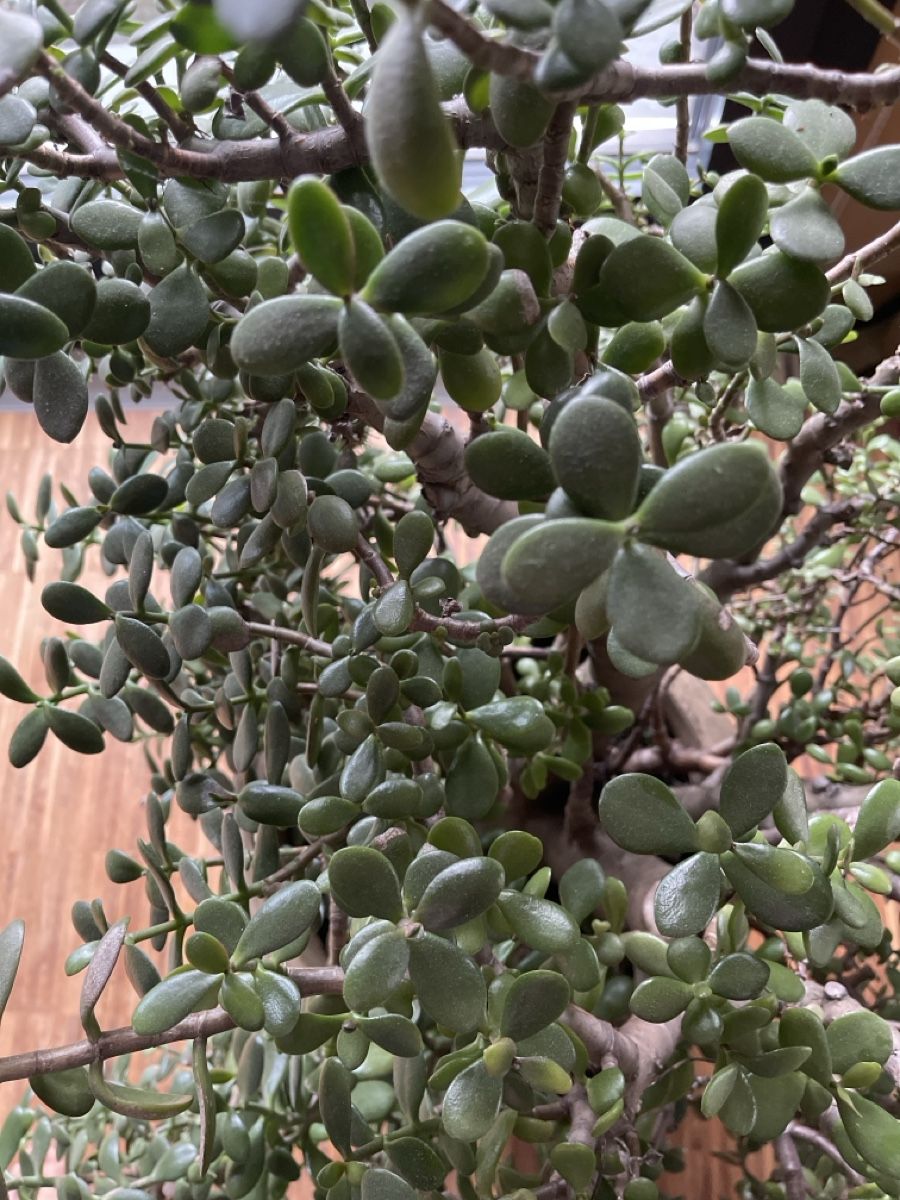Plantes & graines: Zimmerpflanze, Geldbaum – D'occasion à Aettenschwil par Fumia 2