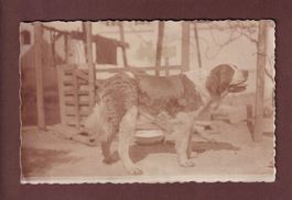 Photo - CHIEN - Saint-Bernard // pli //