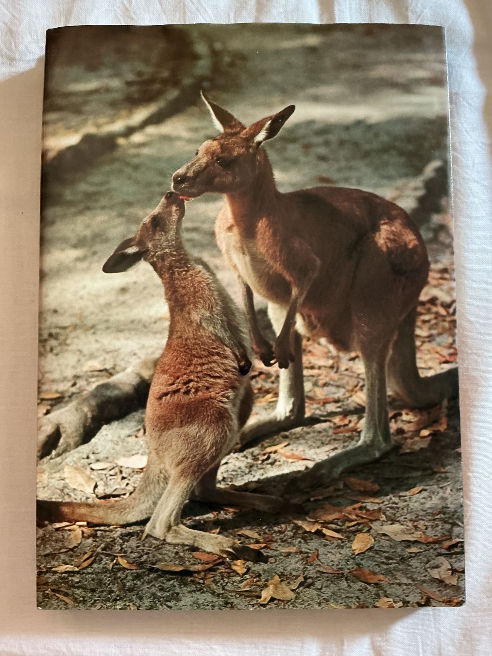 Livres: Silva Buch Australien – D'occasion à Niederhasli par ercp4 1