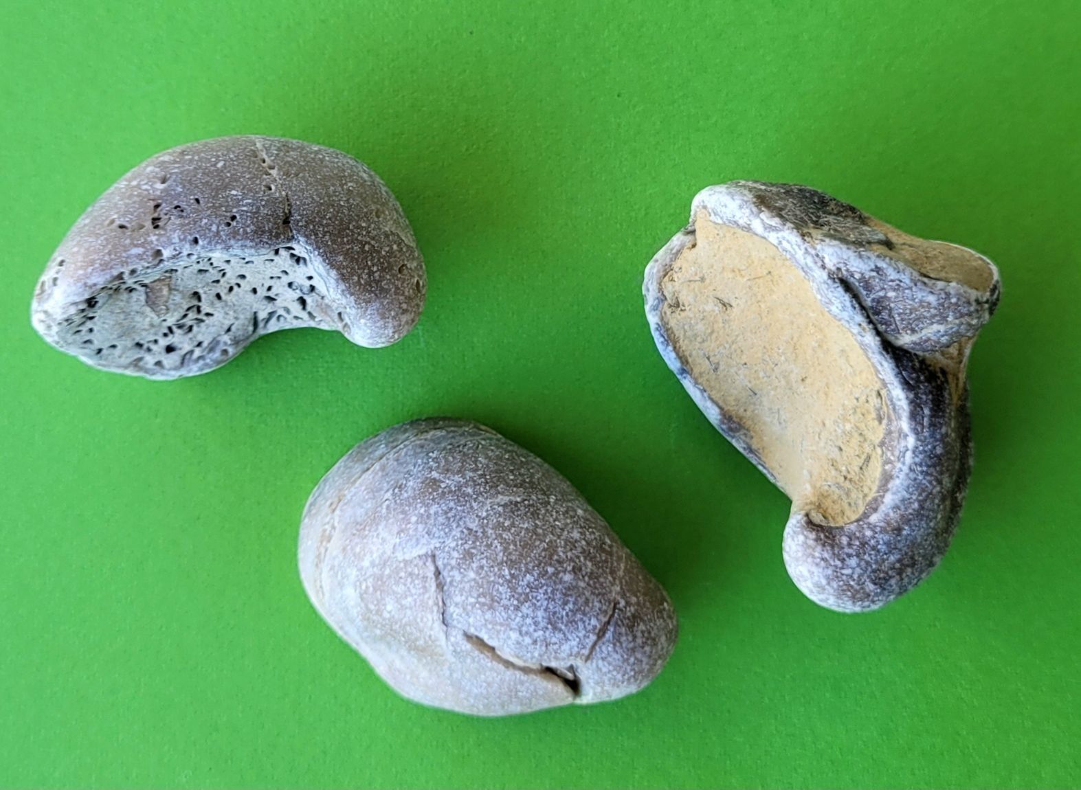 Fossili: Versteinerte Auster (Cryphaea arcuata) 3 Stk. – Usato da Unterengstringen venduto da orpheo13