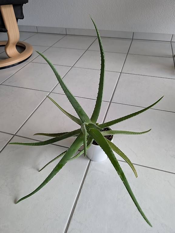 Pflanzen & Samen: Aloe Vera  – Gebraucht aus Bern von lux_m2w7 1