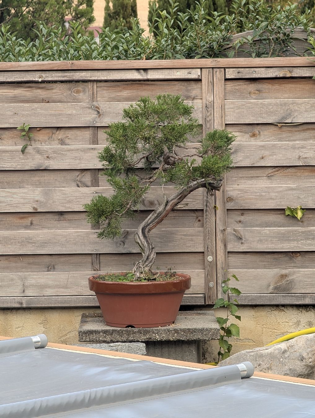 Plantes & graines: Bonsai Wacholder 80cm – D'occasion à Buckten par Aerosolist 1