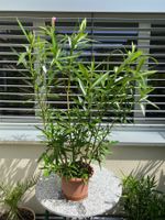 Oleander rosa, Höhe 120 cm