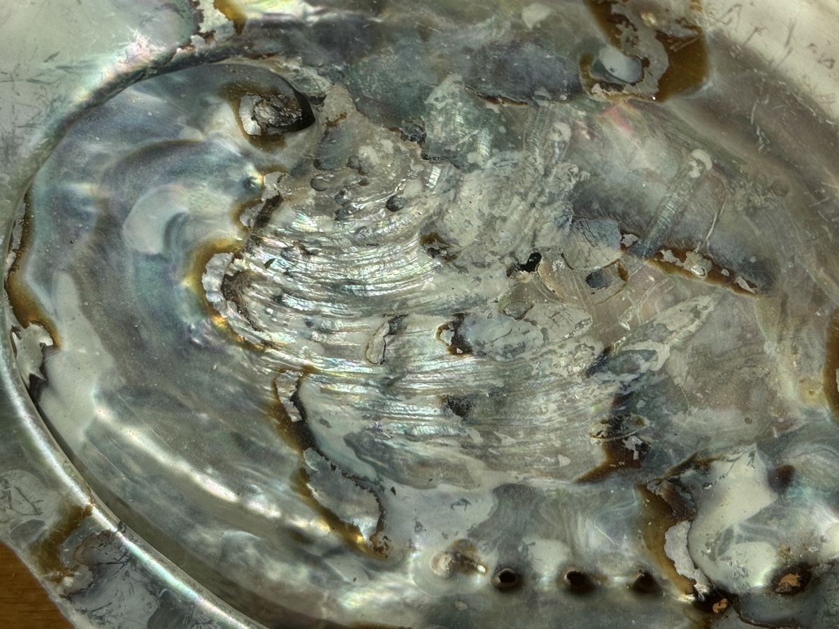 Fossilien: grosse Abalone Muschel -   Naturperlmutter – Neu (gemäss Beschreibung) aus Gurmels von topsommer