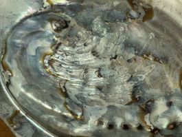 grosse Abalone Muschel -   Naturperlmutter