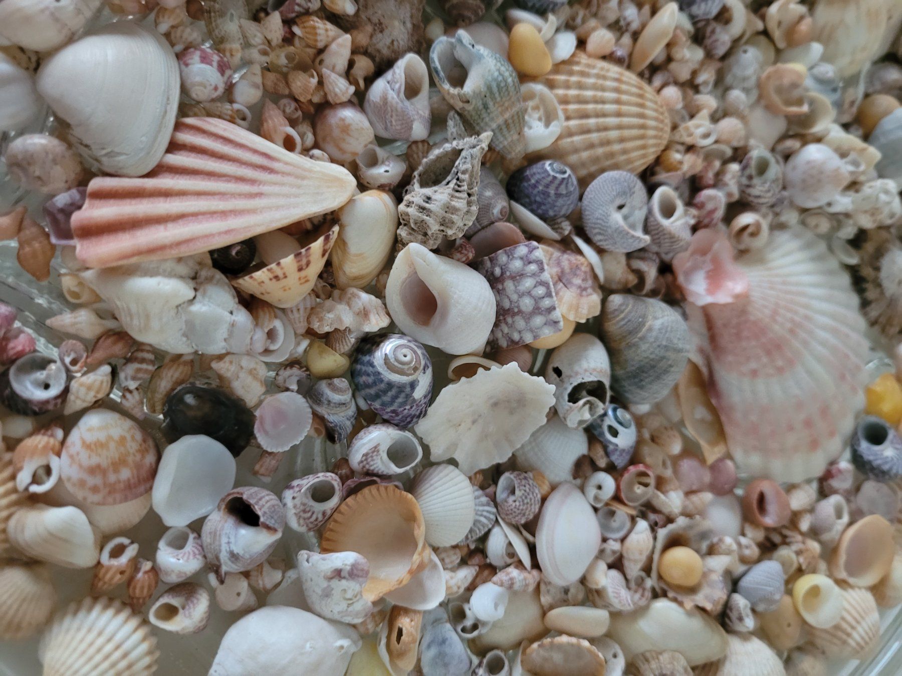 Piatti di portata: Kristallglasschale mit Muscheln – Usato da Oberuzwil venduto da rtr_wp6m 2