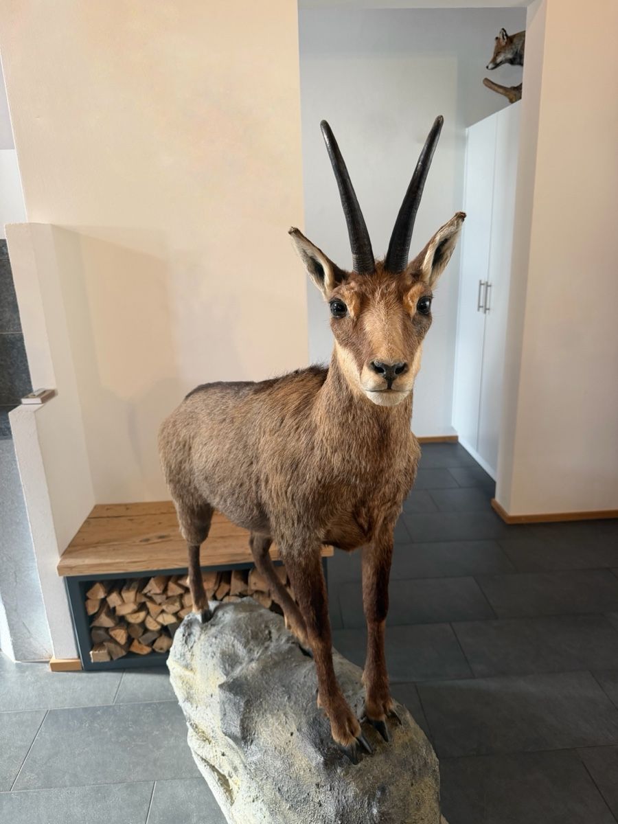 Il mondo degli animali: Gamsbock Präparat – Usato da Rueun venduto da Scarpa15 3