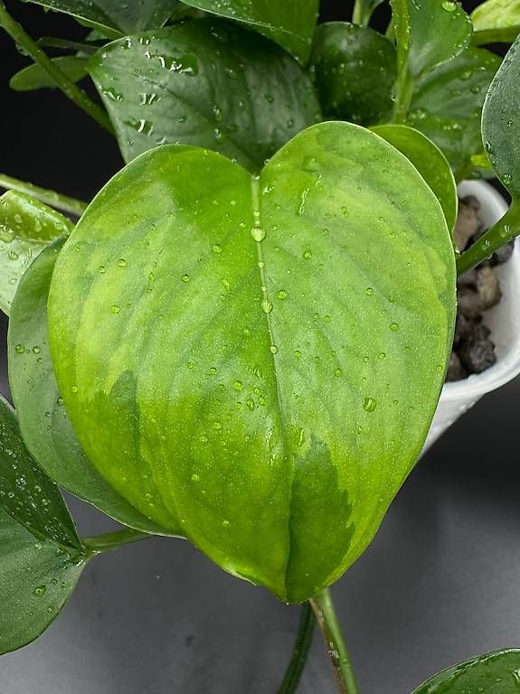 Pflanzen & Samen: Epipremnum aureum 'GoG Manjula' – Neu (gemäss Beschreibung) aus Bühler von googelibear 4