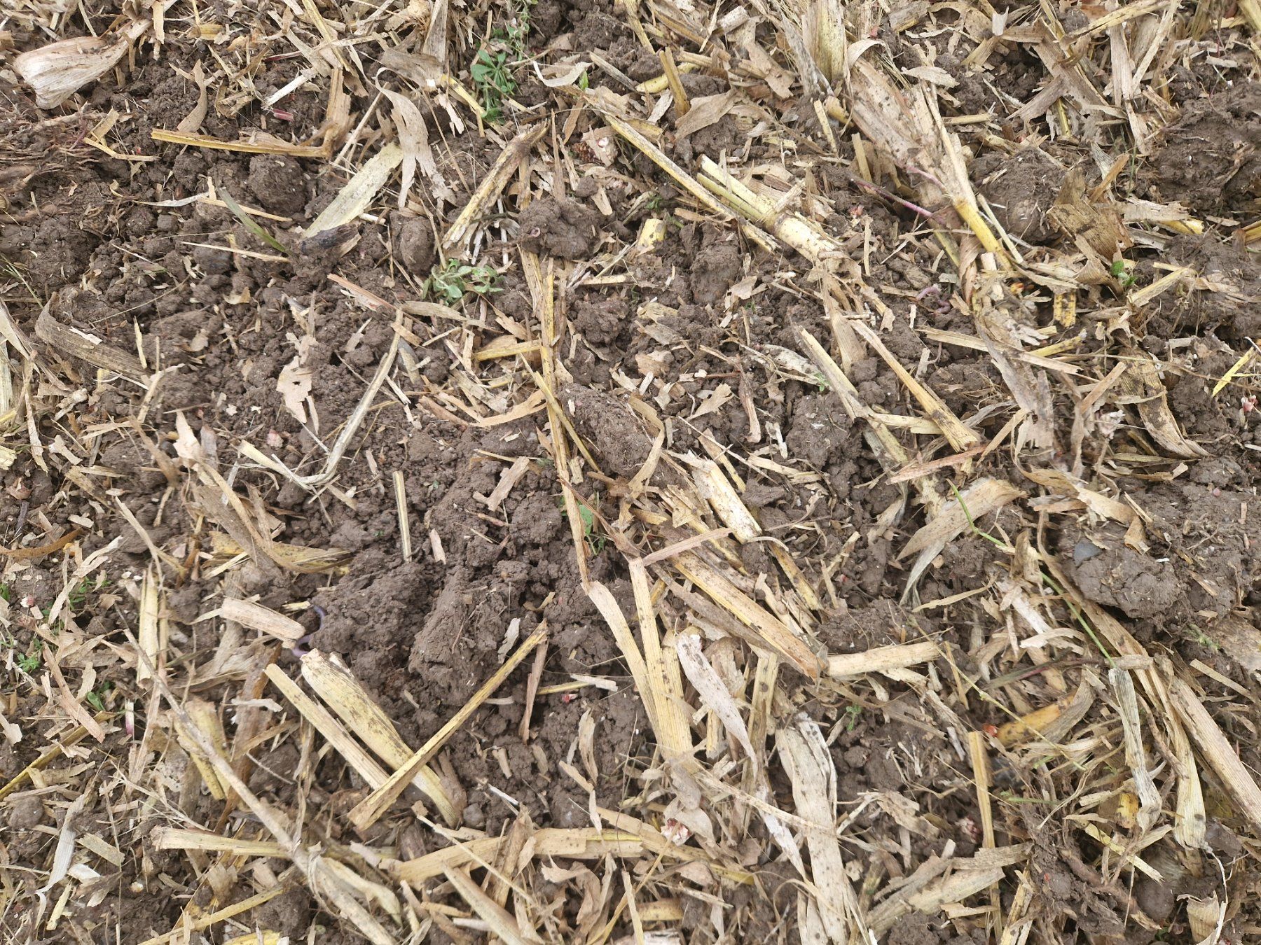 Alle Maschinen: Scheibeneggge Agripol – Neu (gemäss Beschreibung) aus Richenthal von CX7090 3