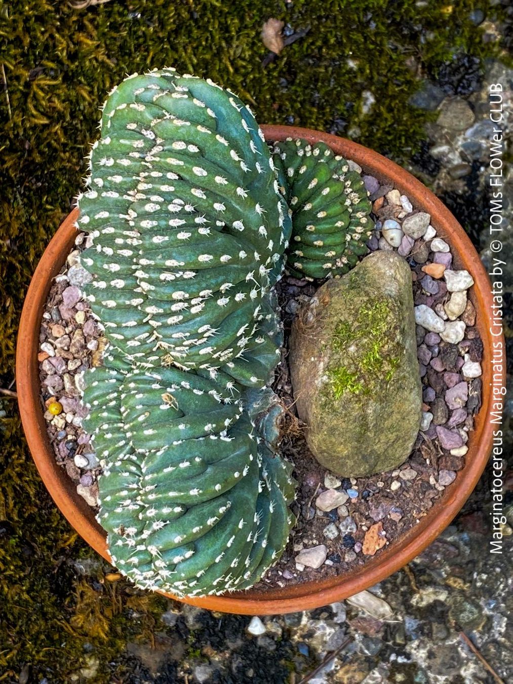 Piante & sementi: Marginatocereus Marginatus Cristata – Nuovo e nell'imballaggio originale da Adliswil venduto da TAKEYOURPLANT 1