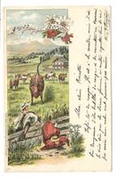 Gruss aus den Bergen - Flucht - Kuh - Litho  Pontresina 1903