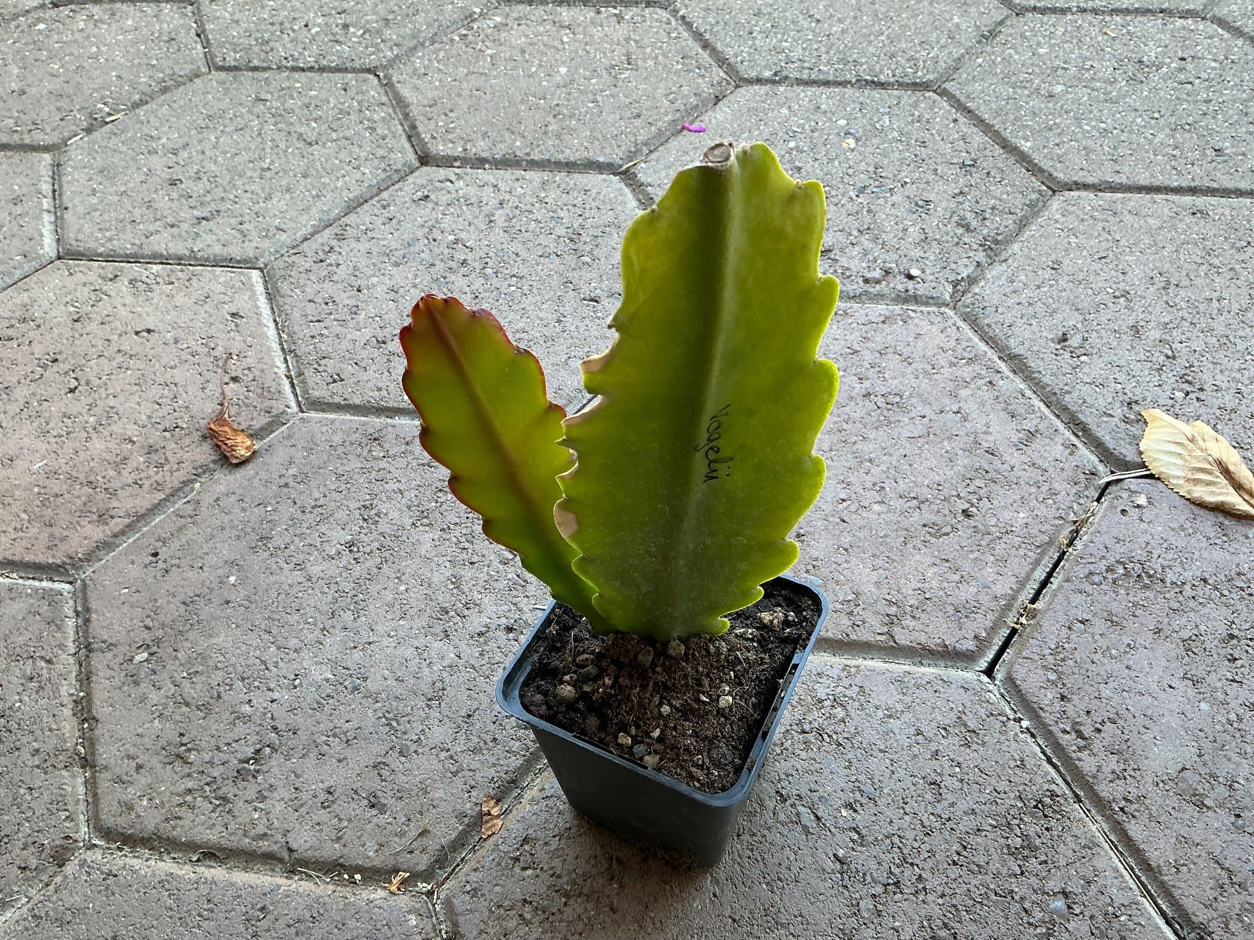 Piante & sementi: Blattlaus Vogelii(Epiphyllum) – Usato da seon venduto da Agnom 1