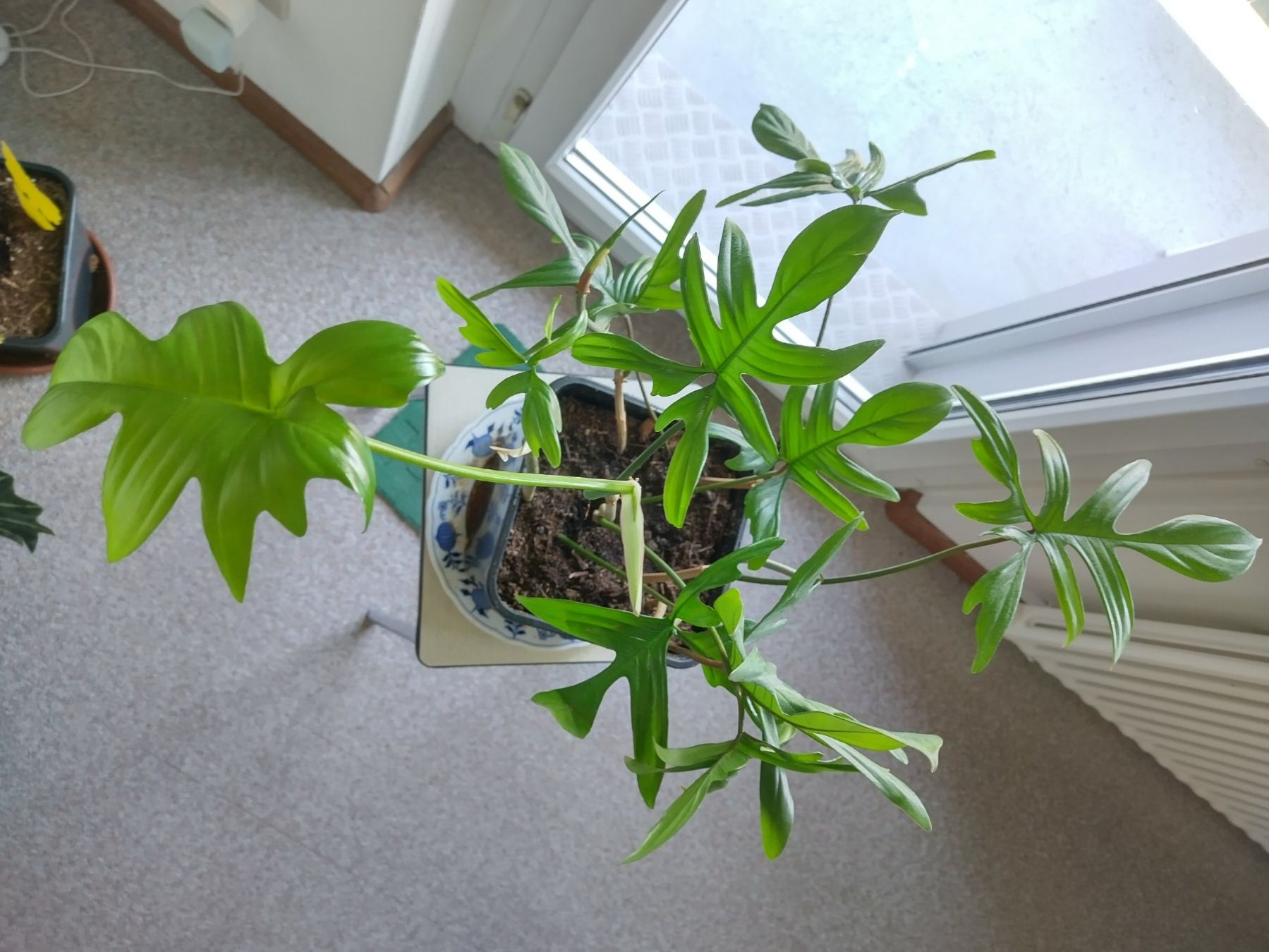 Piante & sementi: Philodendron pedatum – Usato da Jona venduto da Argus36
