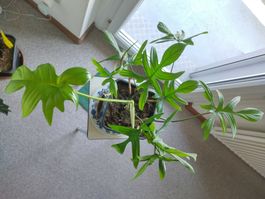 Philodendron pedatum