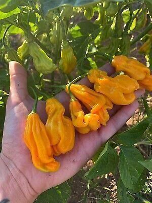 Piante & sementi: Piment de collection GORONONG 2g – Nuovo (secondo la descrizione) da Bremblens venduto da FIBONACCI369