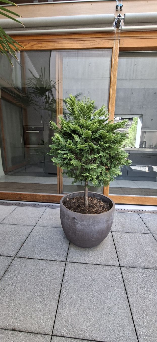 Plantes & graines: Thuja Lebensbaum mit Topf 46H 60 B – D'occasion à Riehen par Valflyfi 1