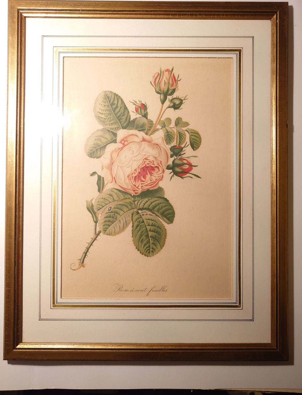 Dipinti: Antikes Bild "Rose à cent feuilles" Pierre-Joseph Redouté – Usato da Zürich venduto da Rst7 7