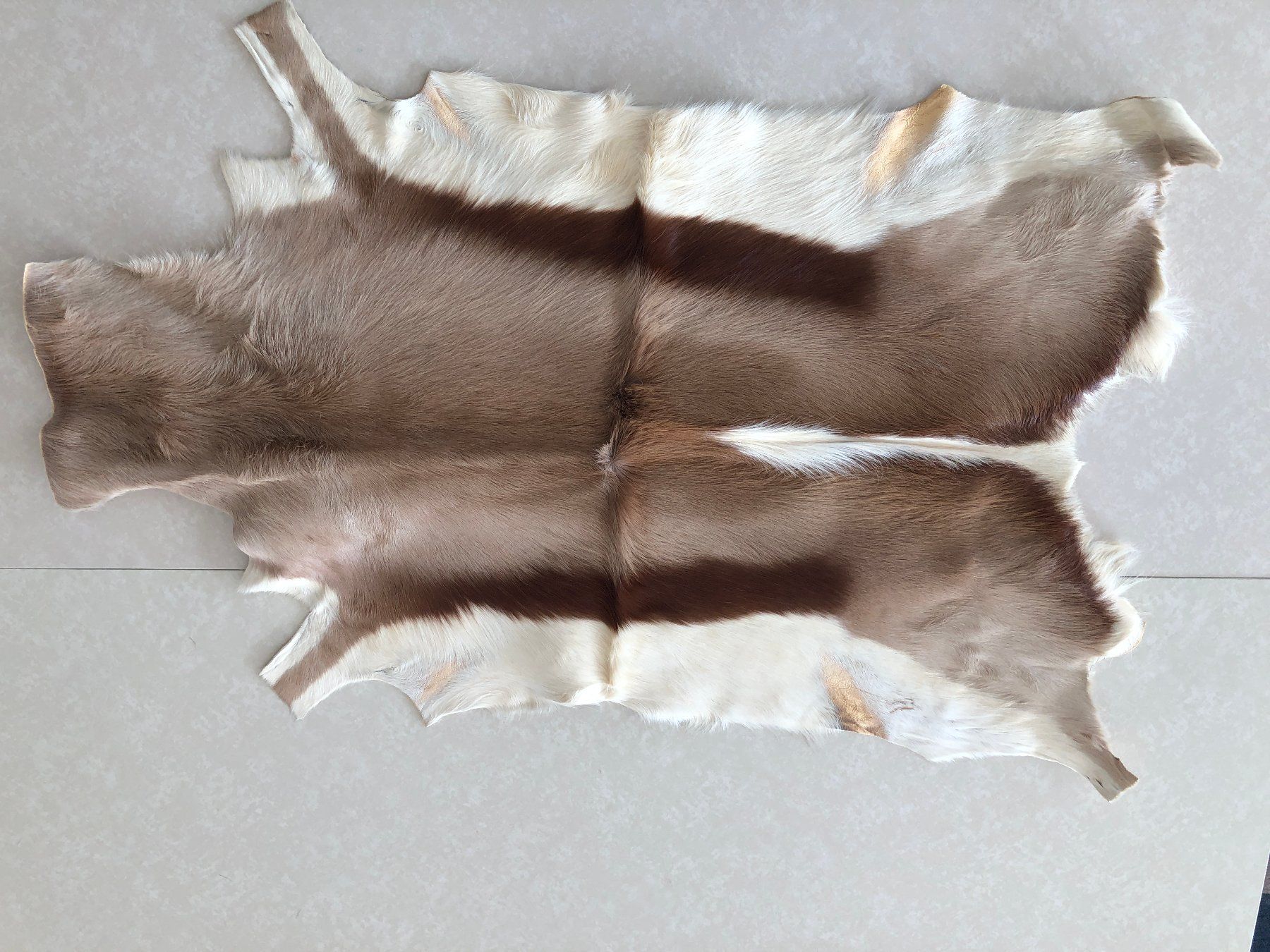 Il mondo degli animali: Springbock-Fell 96 x 56 cm – Nuovo (secondo la descrizione) da Balzers venduto da Bastlerherz