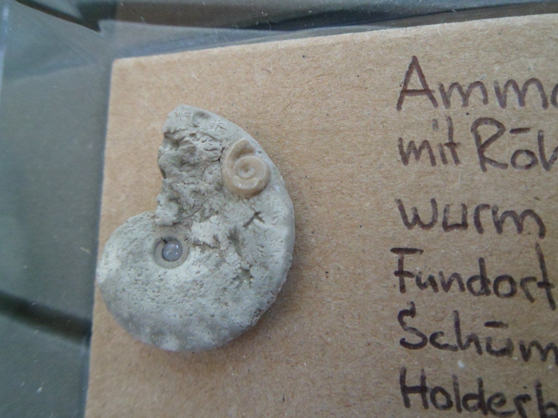 Fossilien: Fossil Schweiz – Gebraucht aus Affoltern am Albis von Fossil60 2