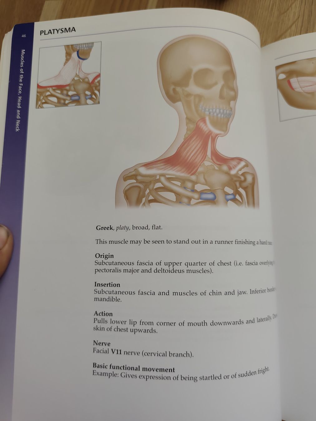 Bücher: Buch: " The concise book of Muscles" – Gebraucht aus Adliswil von Rlila 2