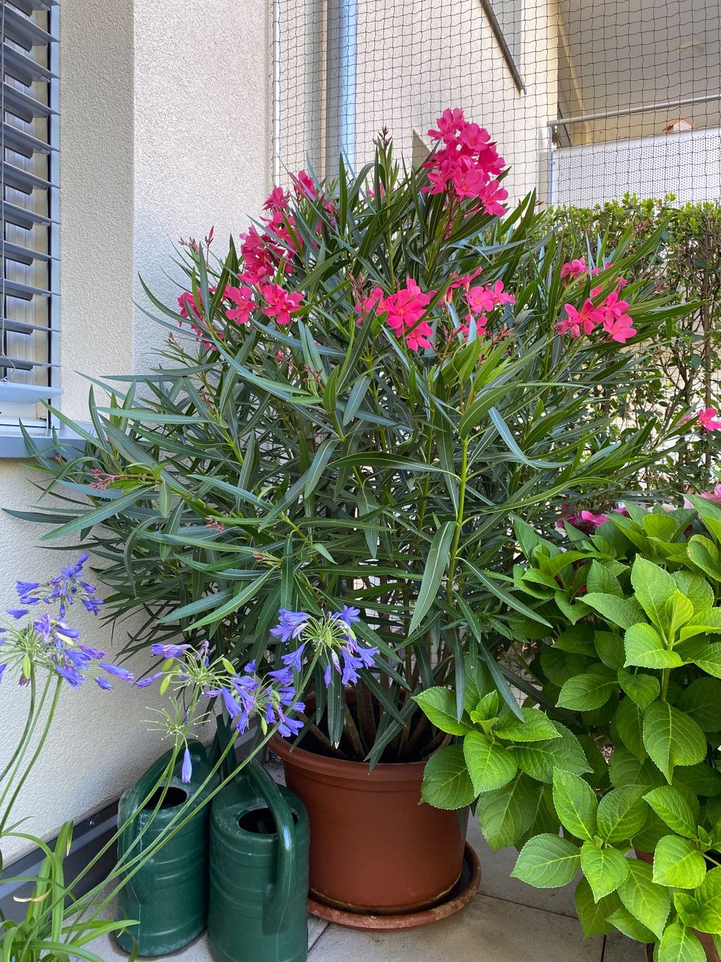 Piante & sementi: Oleander pink-rosa, Höhe 165 cm – Nuovo (secondo la descrizione) da Alchenflüh venduto da smart-
