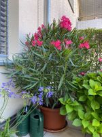 Oleander pink-rosa, Höhe 165 cm
