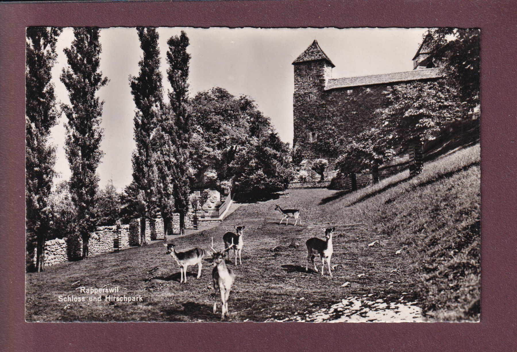 Cartoline postali: RAPPERSWIL - Schloss - Hirschpark – Usato da Pully venduto da nicecards