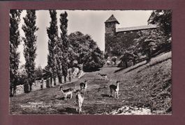 RAPPERSWIL - Schloss - Hirschpark