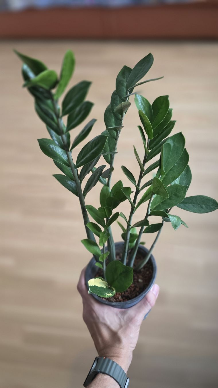 Piante & sementi: Zamioculcas VARIEGATA; Selten – Nuovo (secondo la descrizione) da Zürich venduto da The_Plant_Wizard 2