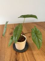 Alocasia Corazon in Hydrokultur