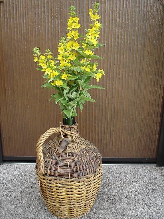 Tutte le decorazioni: Korbflasche, Vintage, Vase;  urs5352 – Usato da Boppelsen venduto da urs5352 1