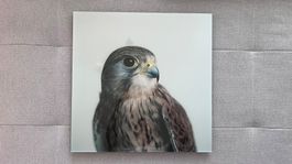 Falke Bild