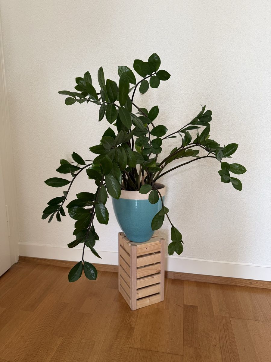Plantes & graines: Glücksfeder Zimmerpflanze – D'occasion à Zürich par fionastierli