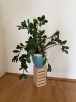Glücksfeder Zimmerpflanze