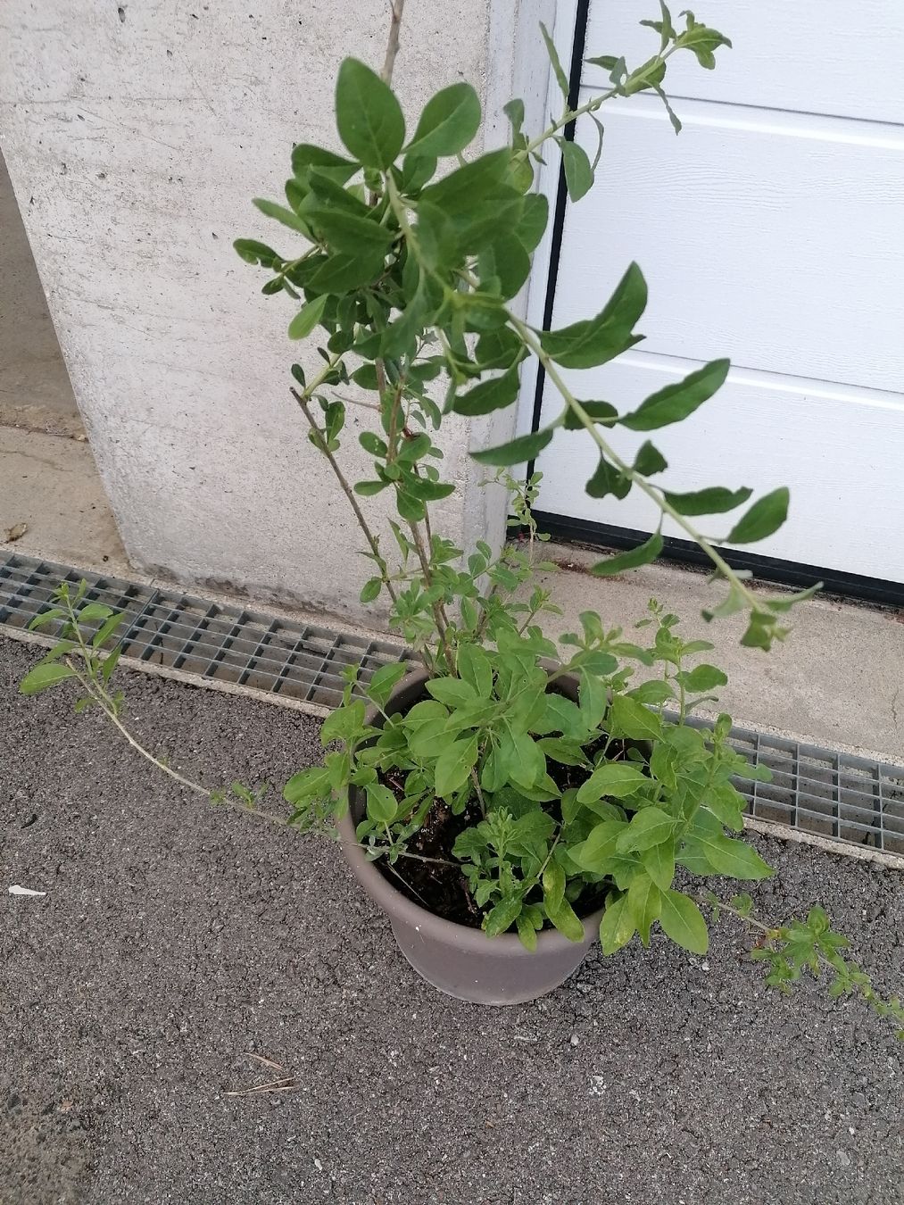 Plantes & graines: Goji autofertile, wolfberry, Lycium, Lycium barbarum – D'occasion à Le Mont-Pèlerin par dundun1 1