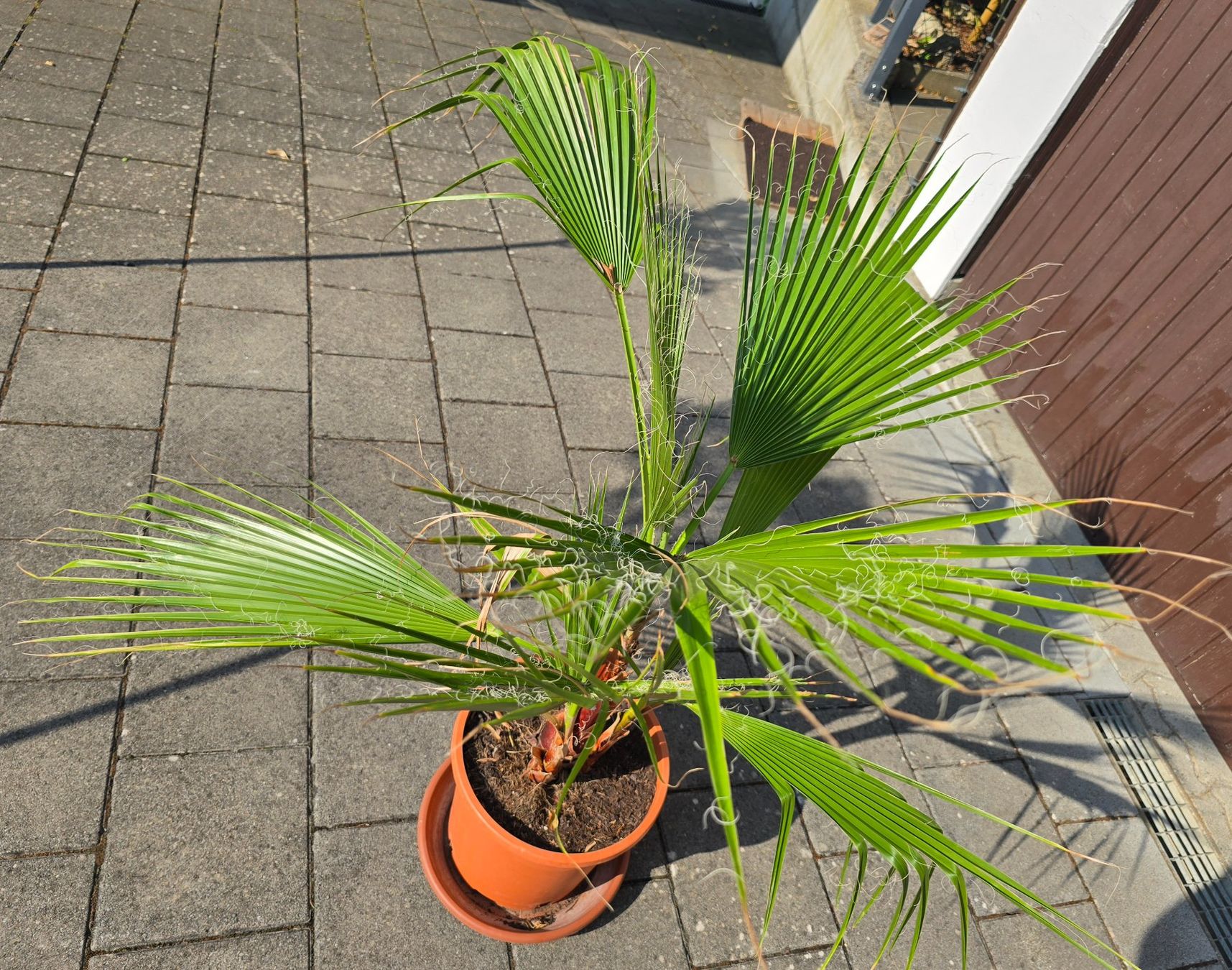 Plantes & graines: Tolle Washington Palme – D'occasion à Aarburg par popkorn65 4